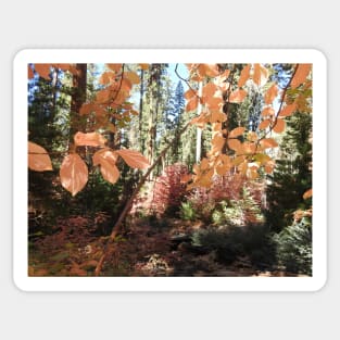 Fall foliage, autumn, scenery, nature, gifts Sticker